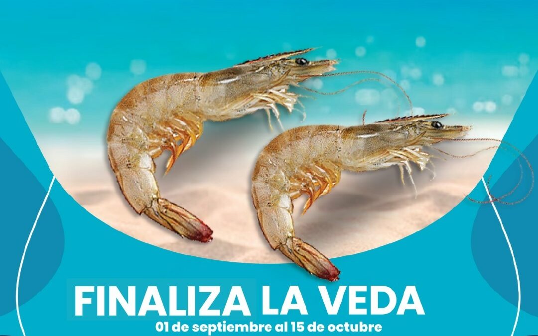Culmina veda del camarón por arte de pesca en Sucre y Delta Amacuro