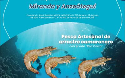 Culmina veda del camarón por arte de pesca en Miranda y Anzoátegui