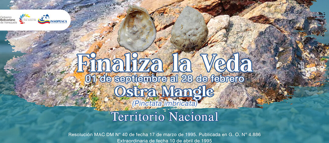 Finaliza en todo el territorio nacional veda de la ostra mangle