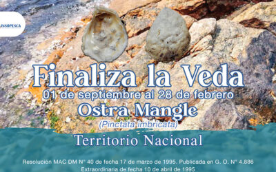 Finaliza en todo el territorio nacional veda de la ostra mangle