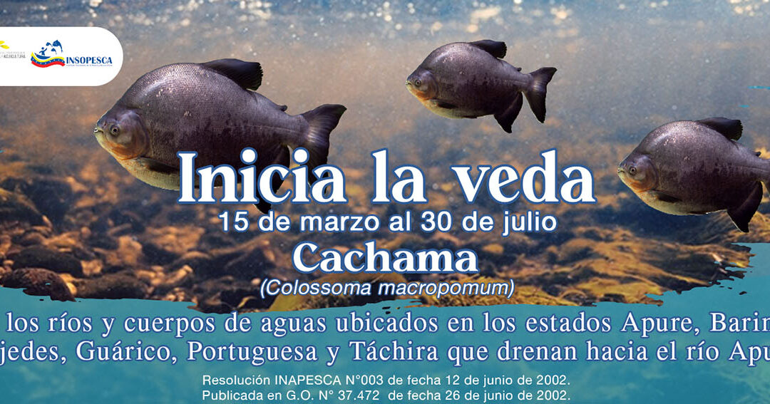 Inicia veda de la Cachama