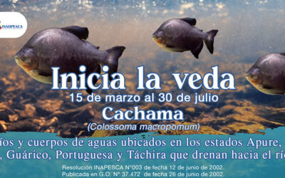 Inicia veda de la Cachama