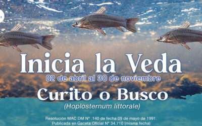 Inicia la veda del Curito o Busco