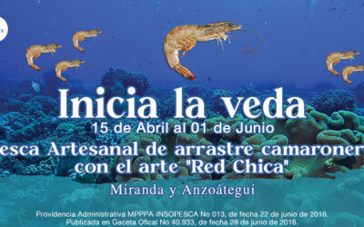 Inicia veda del camarón por arte de pesca en Miranda y Anzoátegui