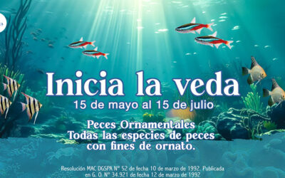 INSOPESCA anuncia inicio de veda de especies marinas y acuícolas con valor ornamental