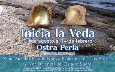 INSOPESCA Inicia Veda de la Ostra Perla para Proteger la Especie y Garantizar su Sostenibilidad